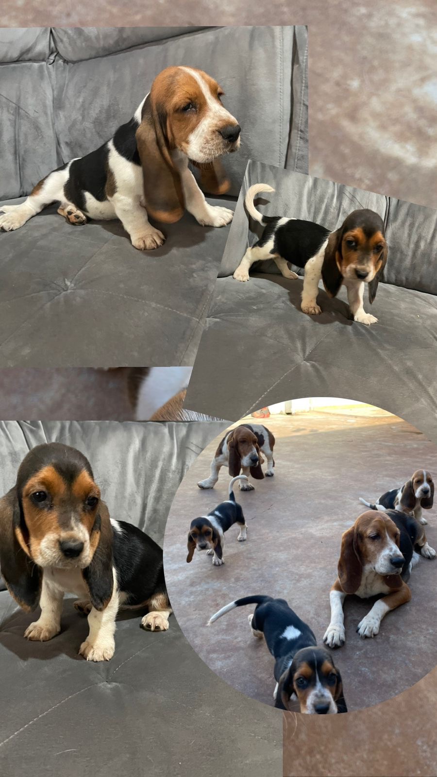 basset hound machos y hembras
