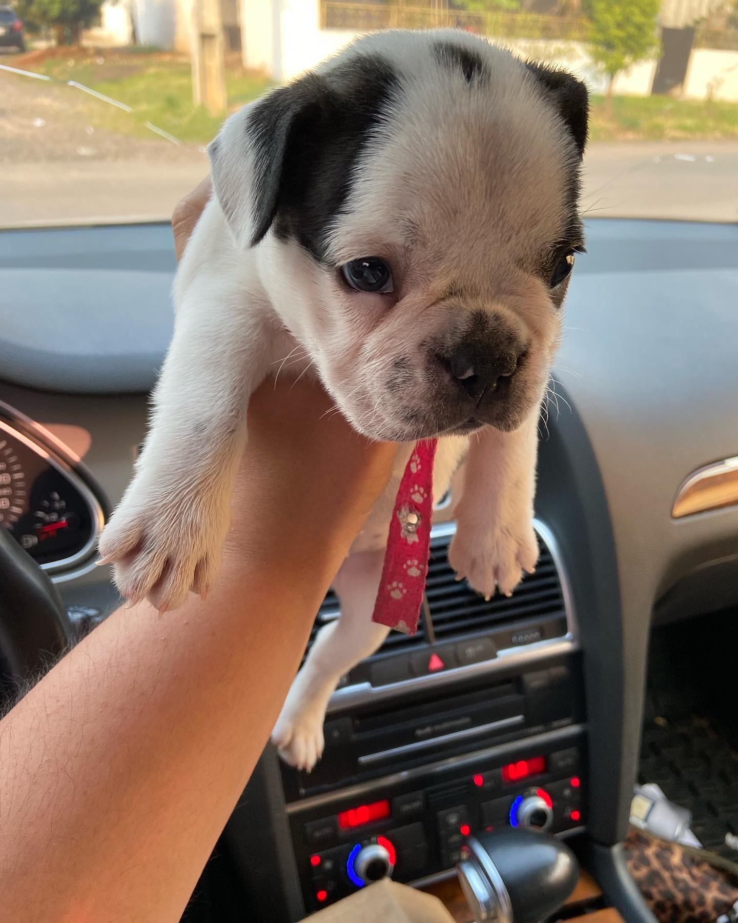 bulldog francés vaquita hembra