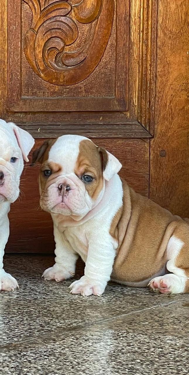 bulldog inglés
