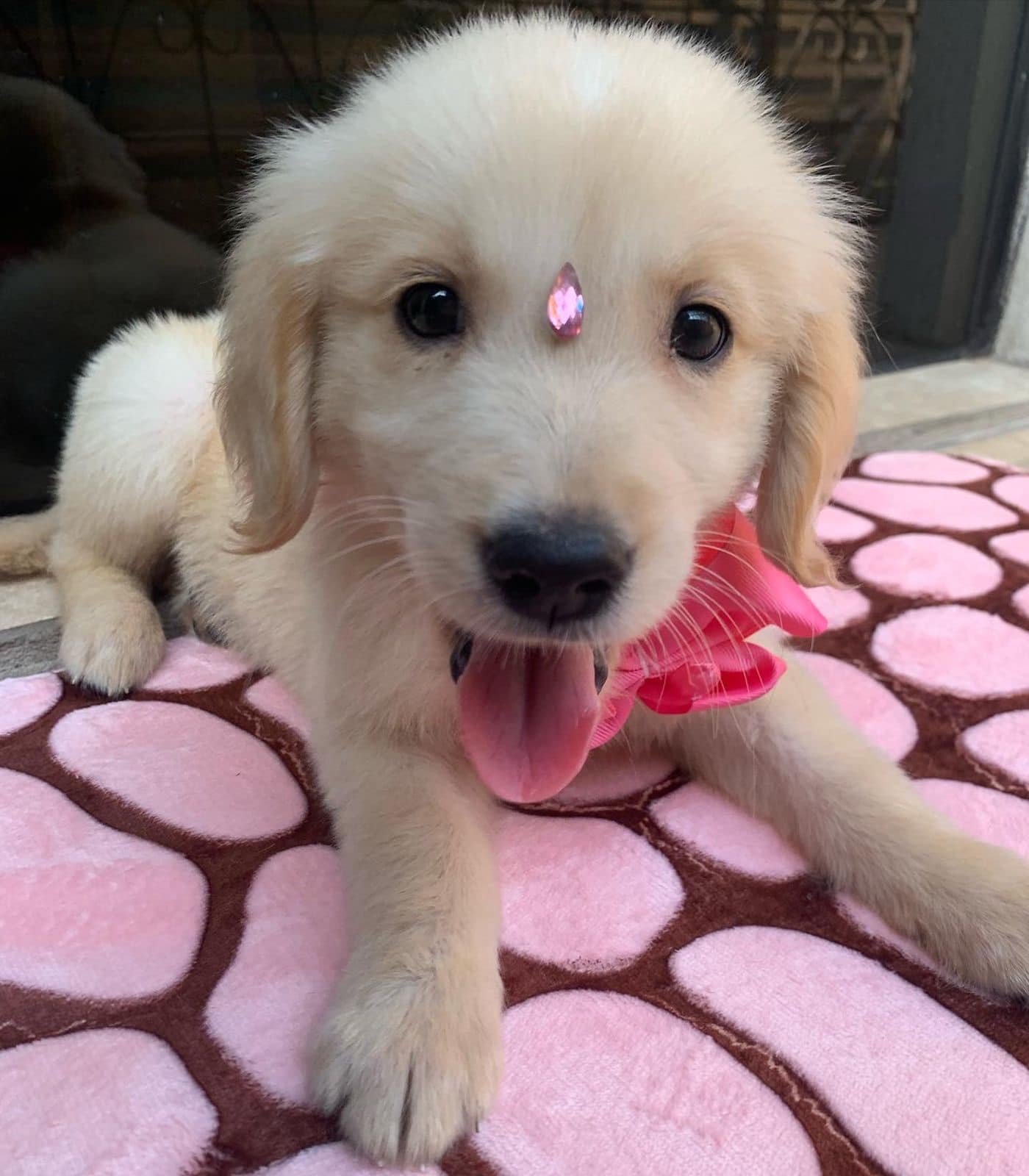 golden retriever