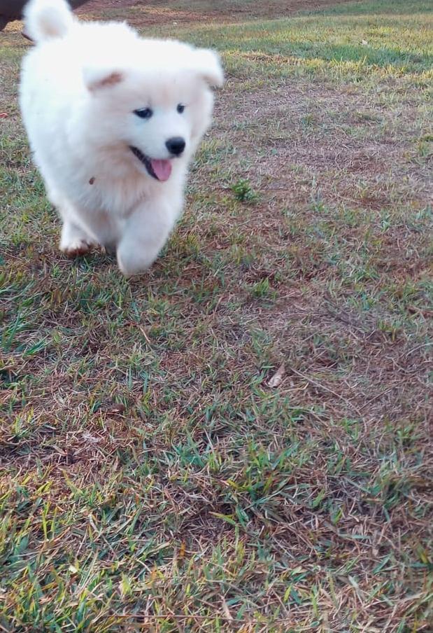 samoyedo
