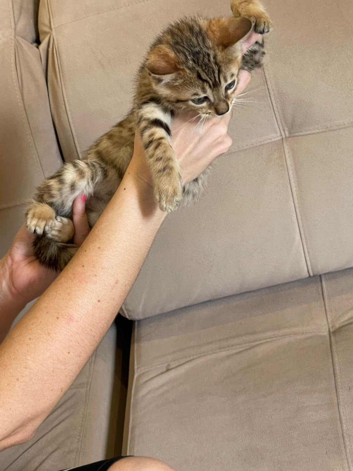 gato bengalí macho