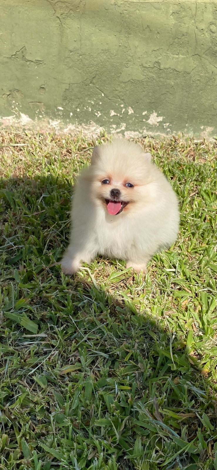 lulu de pomerania