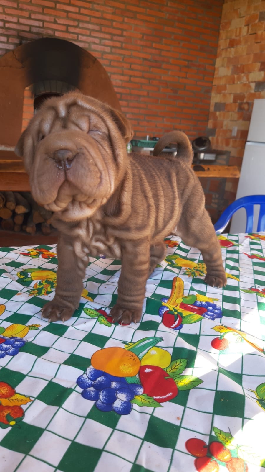 sharpei hembras y machos