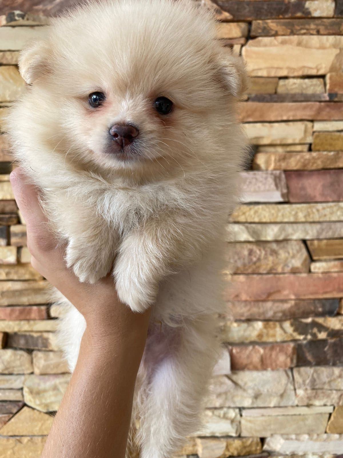 lulú de pomerania macho