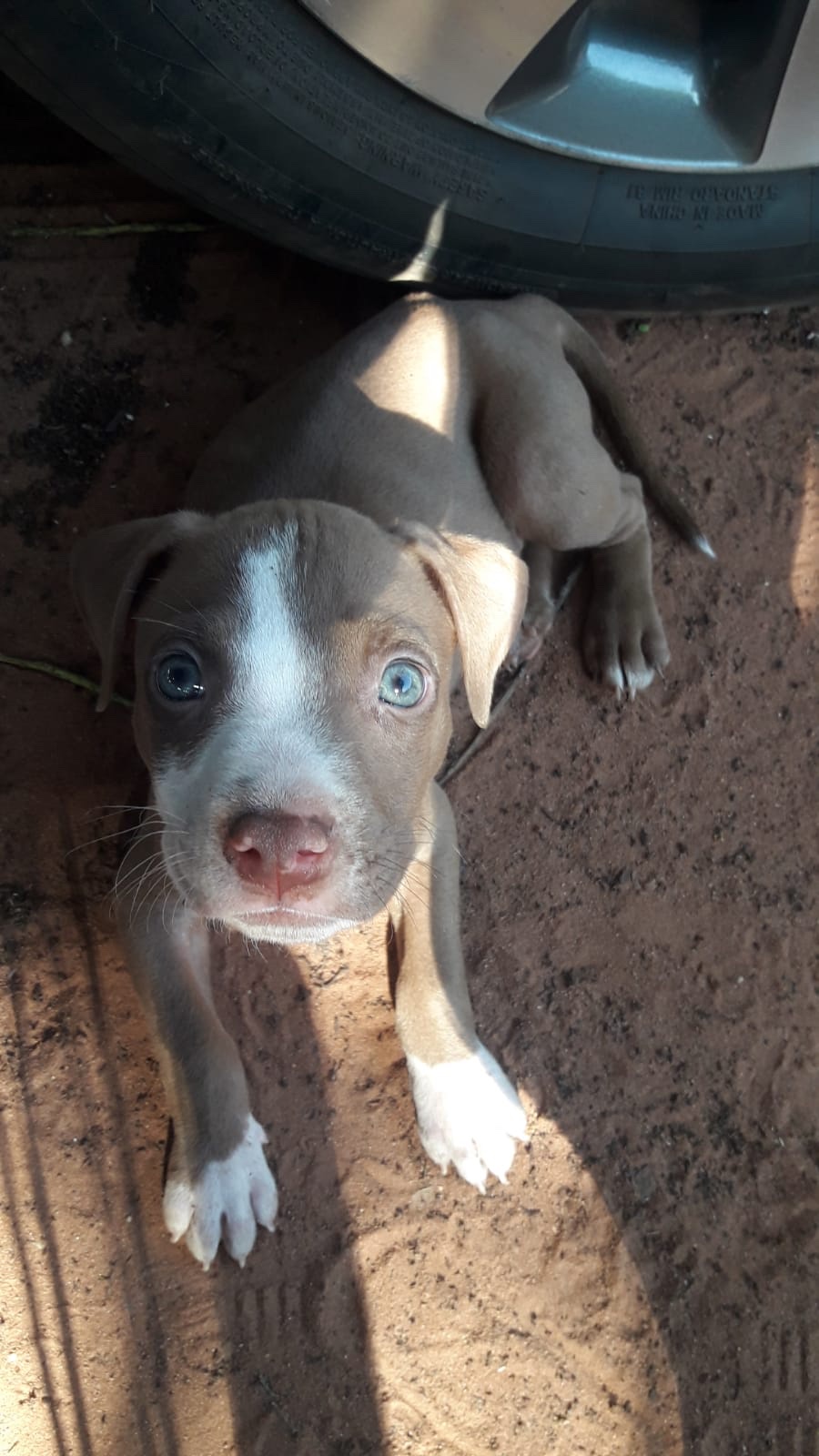 pitbull