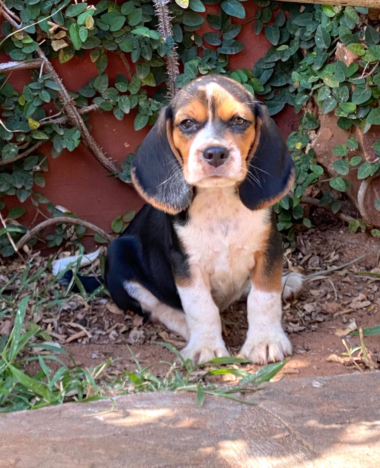 beagle machos/hembras