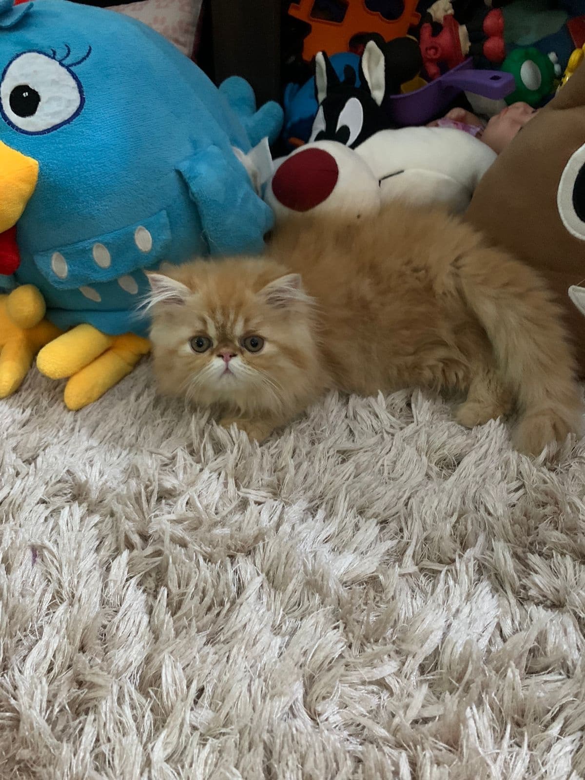gato persa hembra