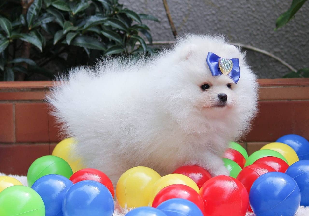 lulu de pomerania