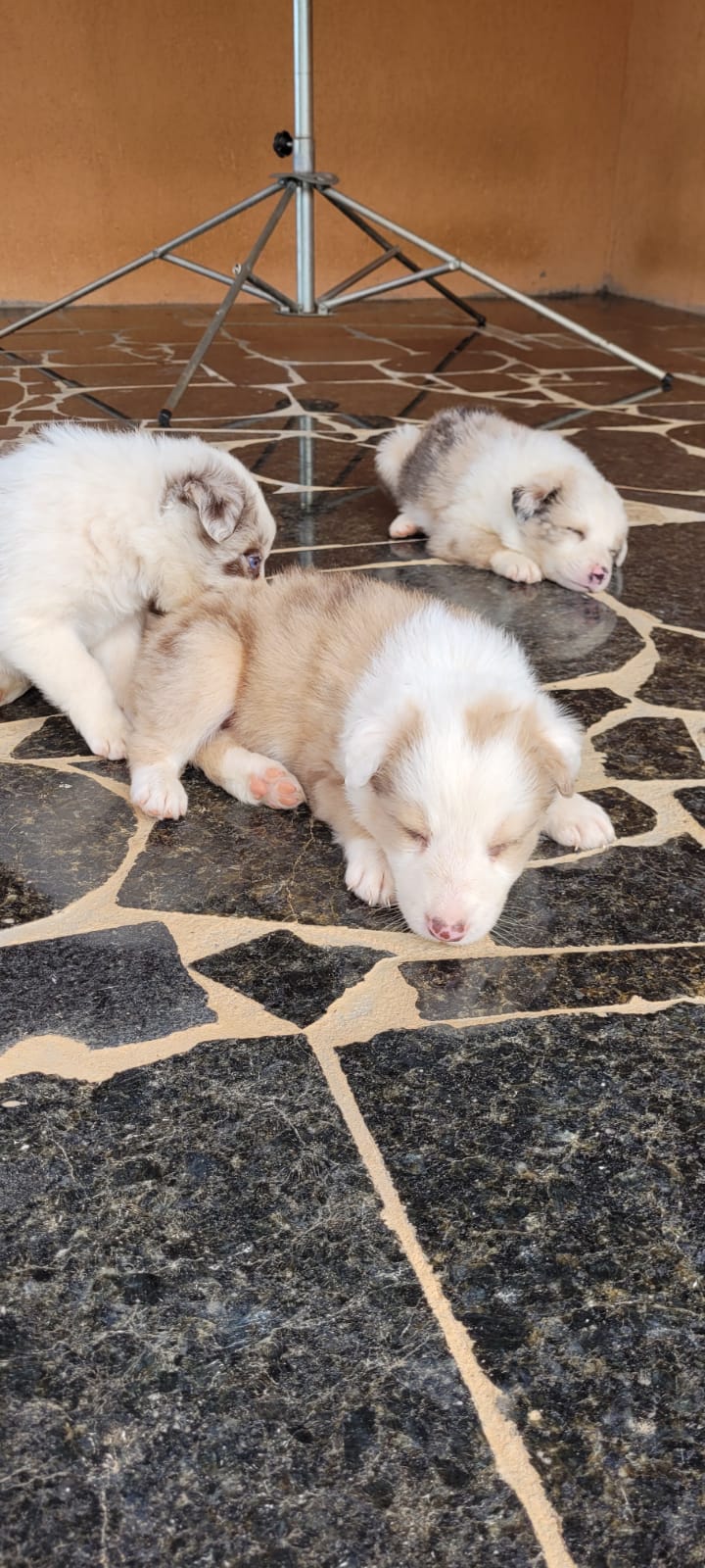 border collie merle/ negro