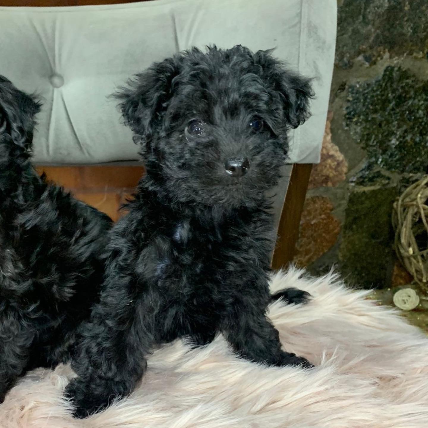 caniche toy negro macho y hembra