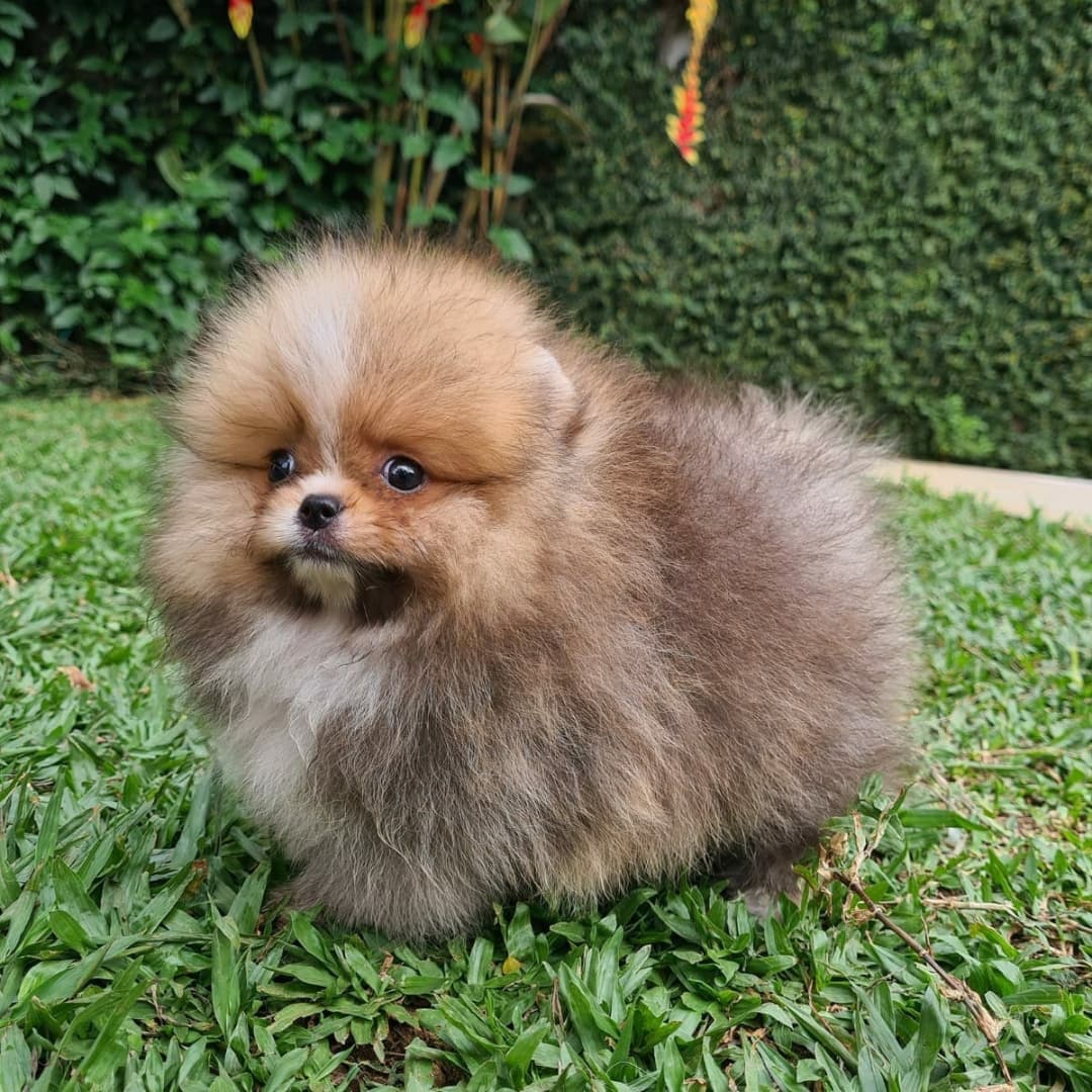 lulú de pomerania macho