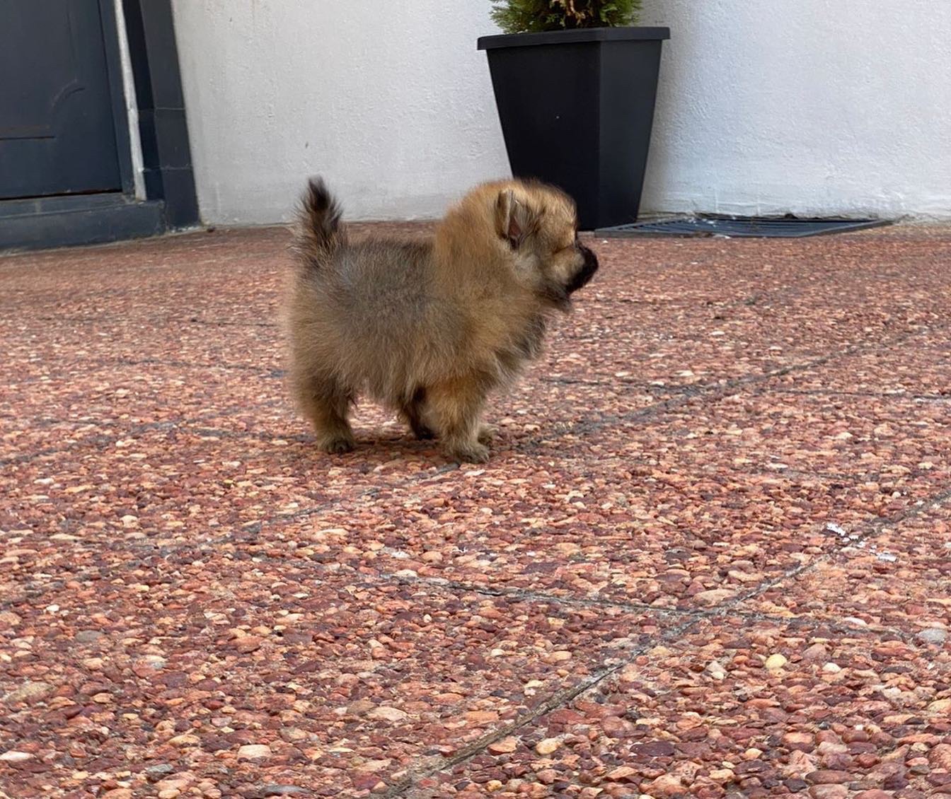 lulú de pomerania macho