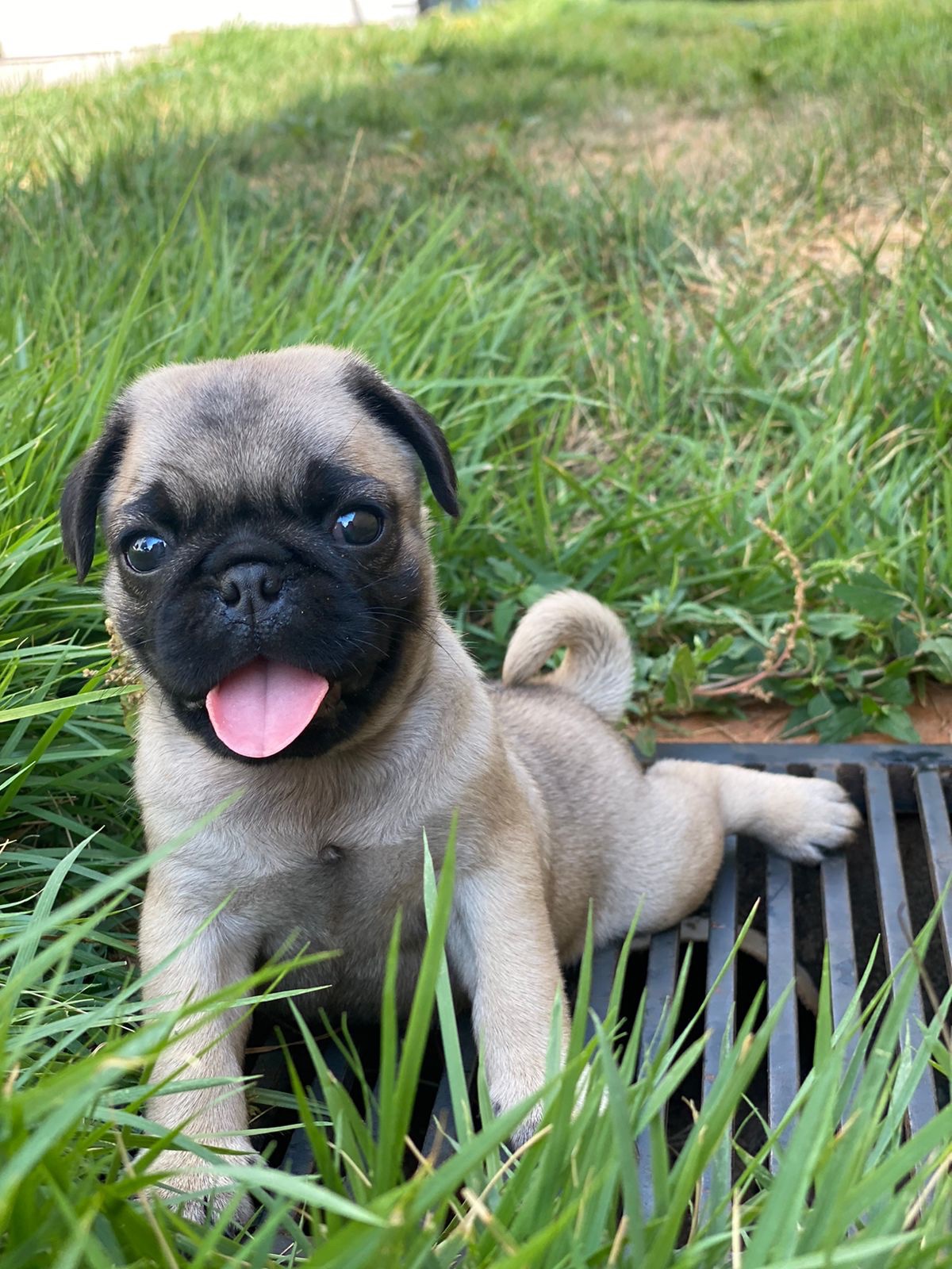 pug