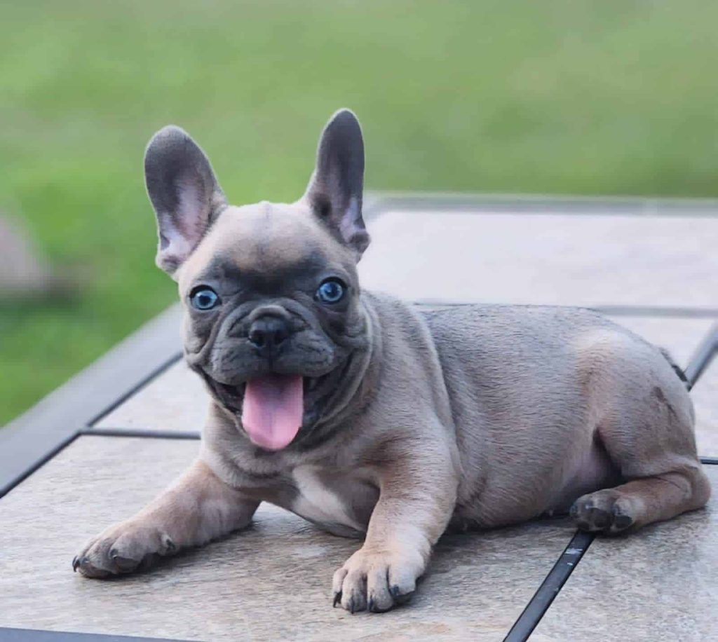 bulldog francés lilac
