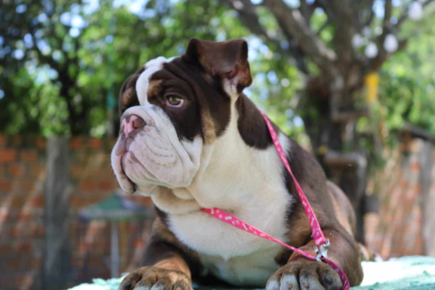 bulldog inglés