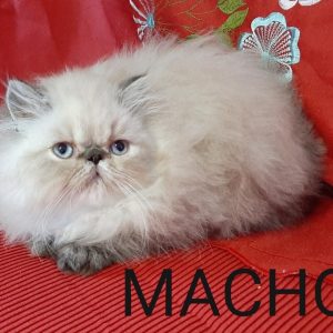 import placeholder for 4618
