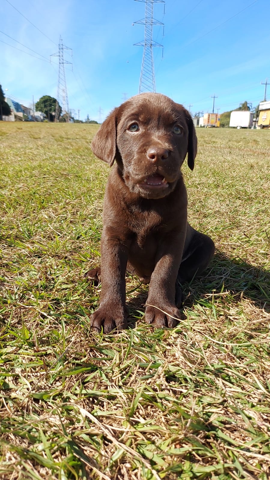 labrador machos y hembras