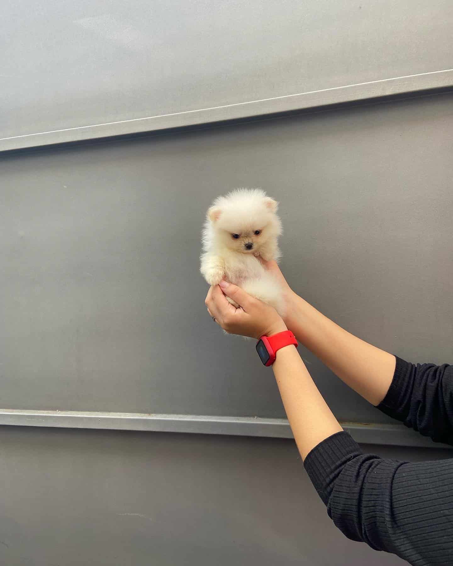 lulú de pomerania mini
