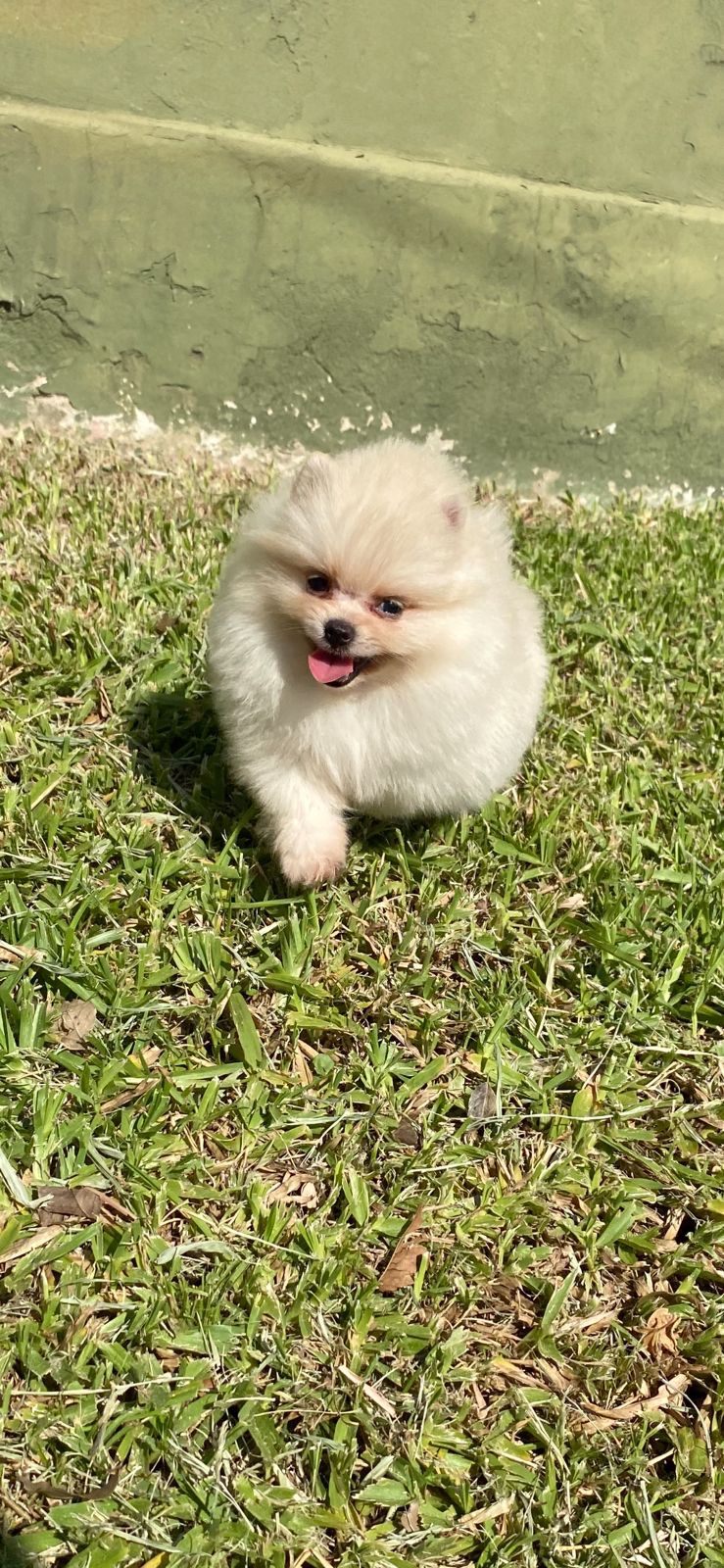 lulu de pomerania