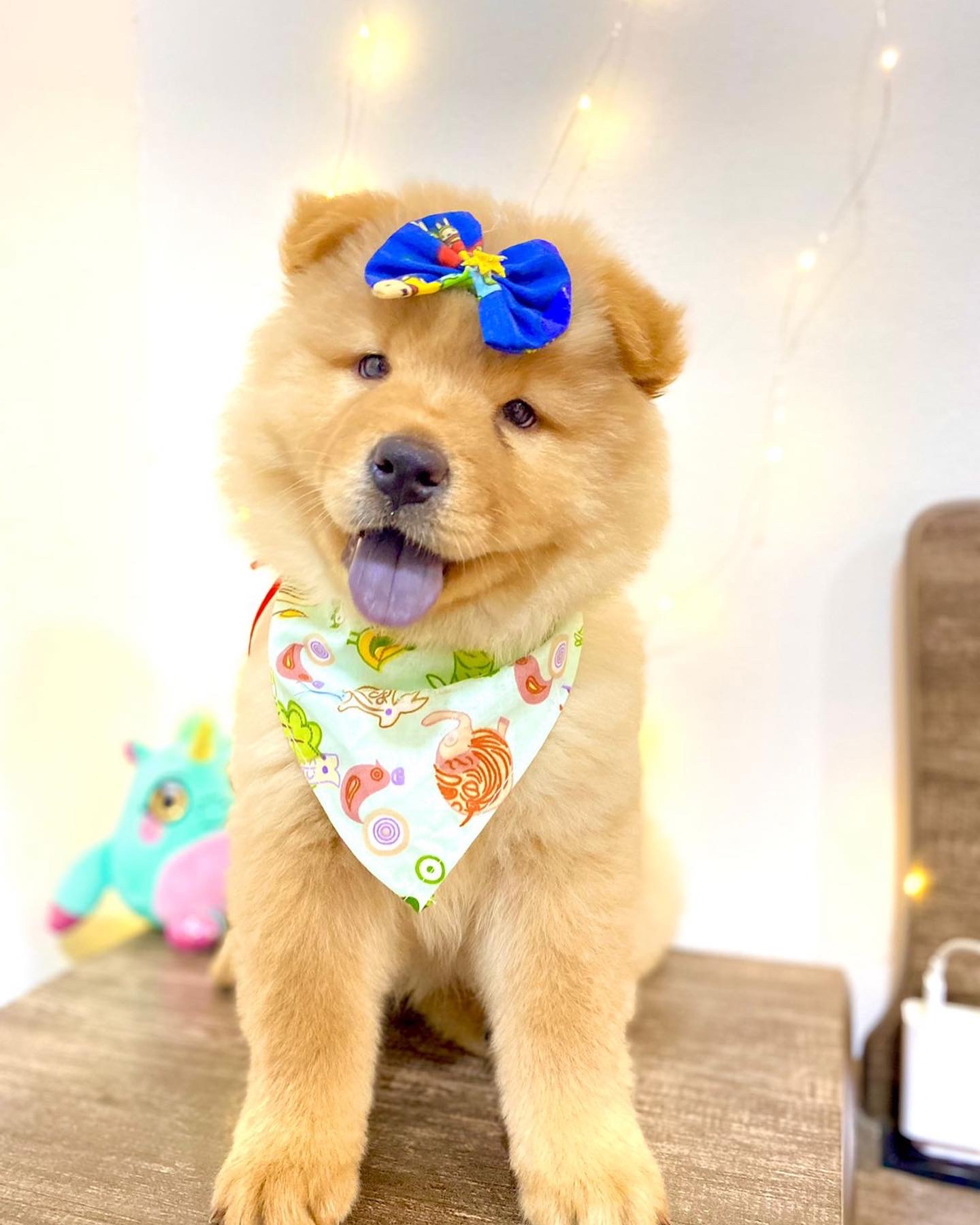 chow chow hembra