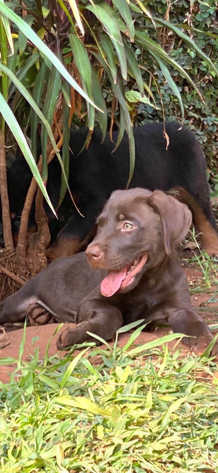 labrador chocolate hembras y machos