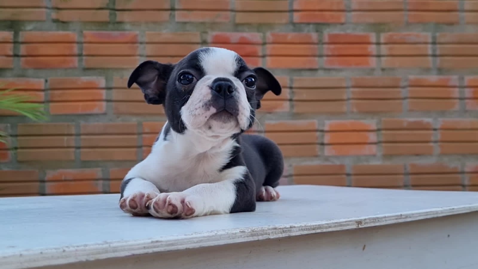 boston terrier macho