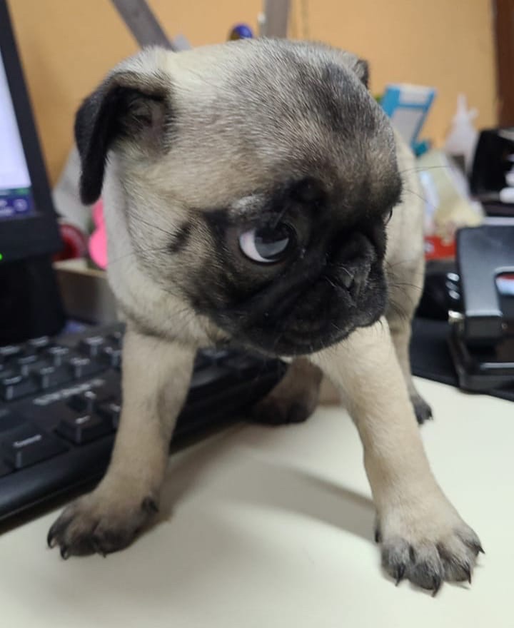 pug carlino machos y hembras