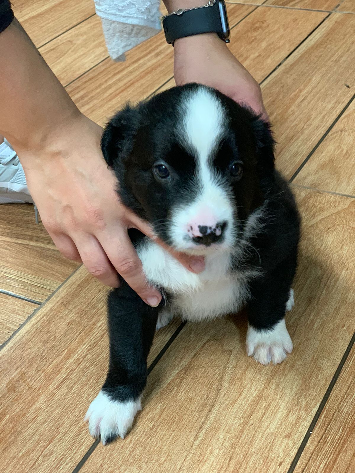 border collie merle/ negro