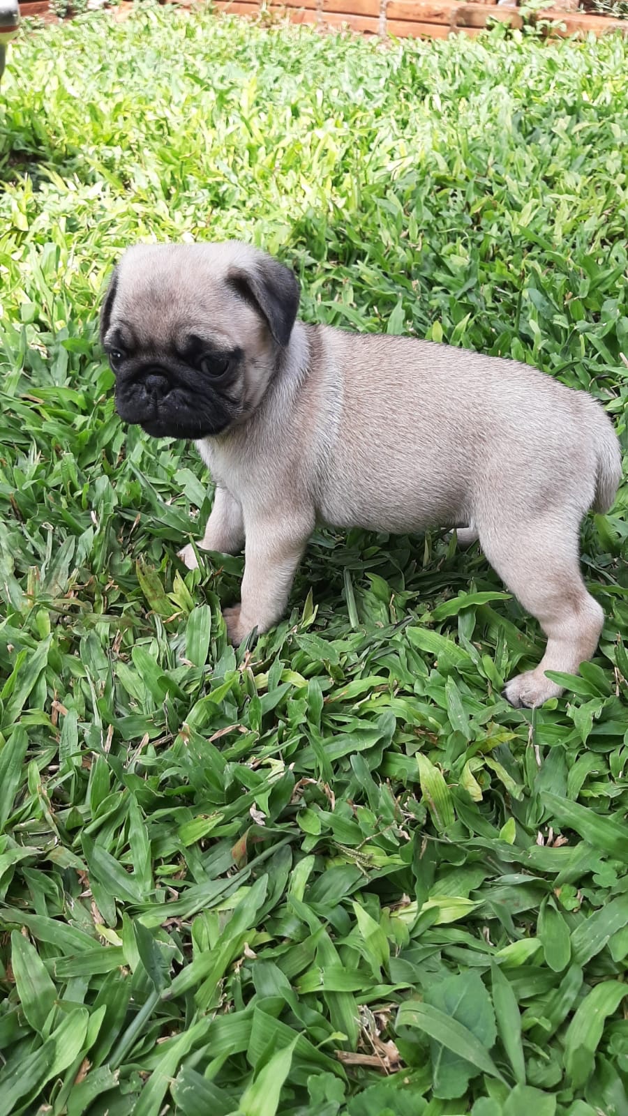 pug machos y hembras