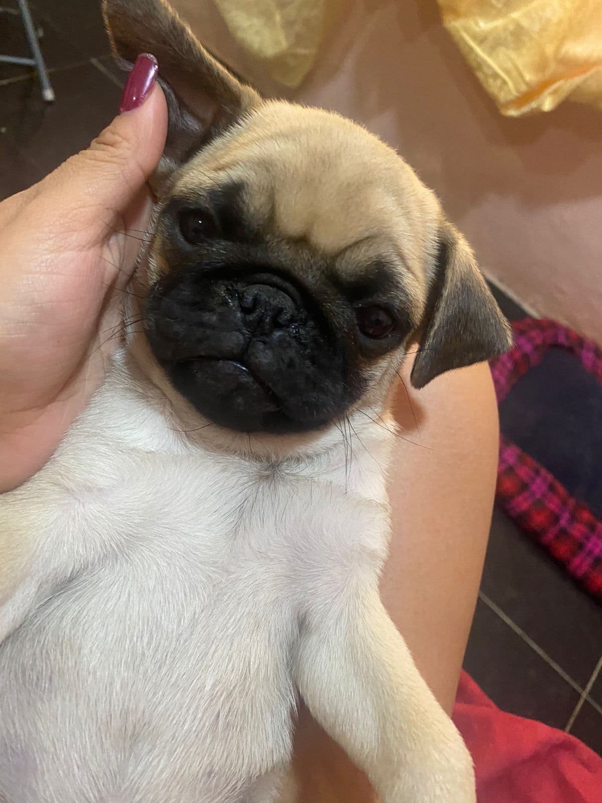 pug