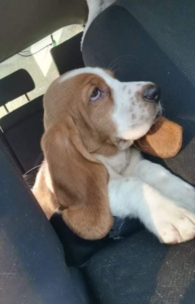 basset hound machos y hembras