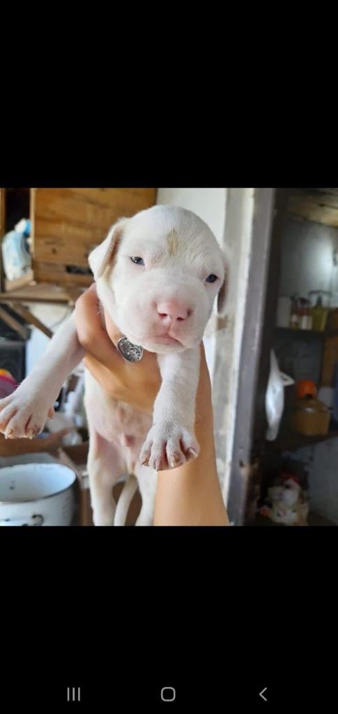 dogo argentino machos y hembras