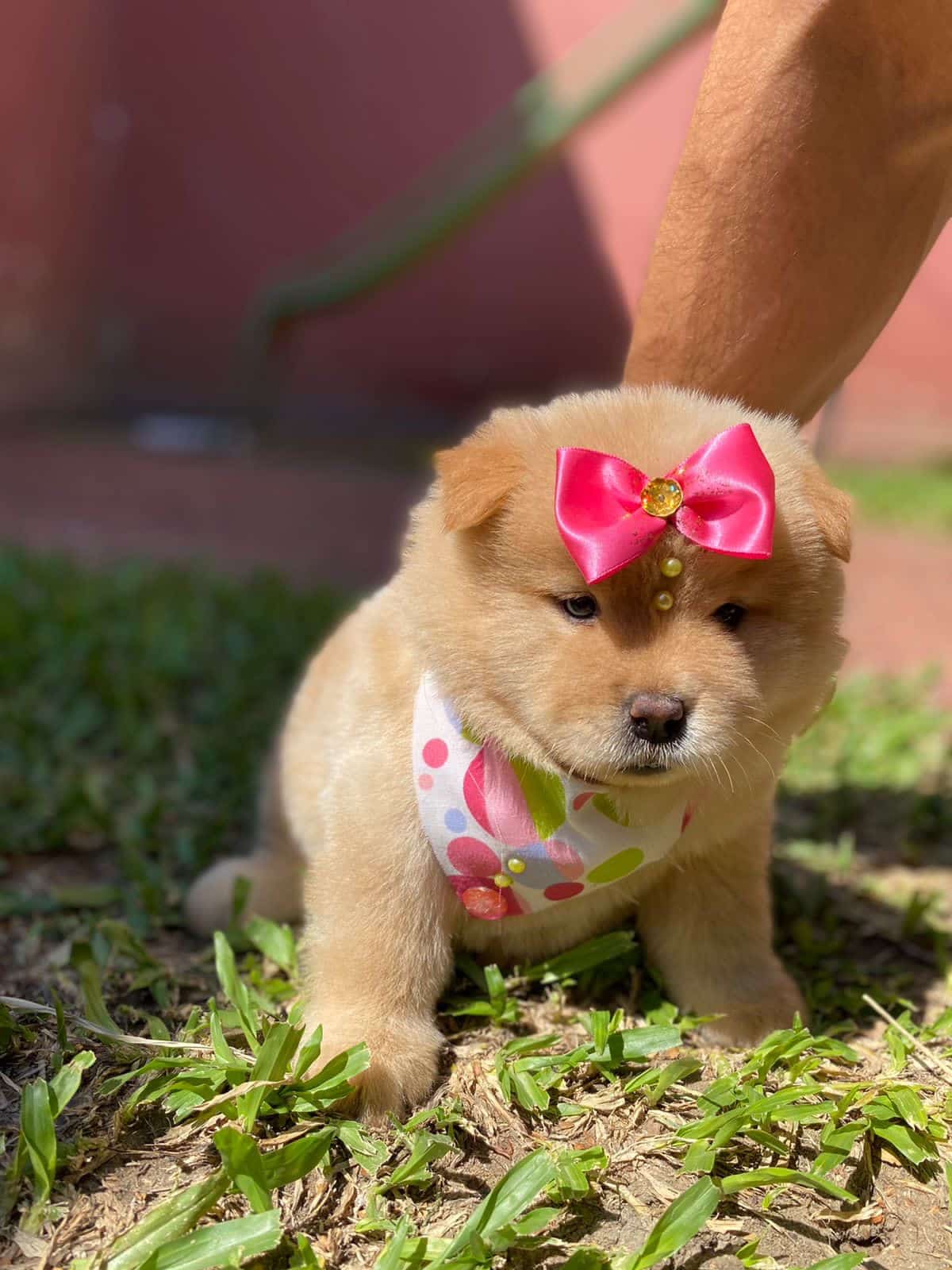 chow chow