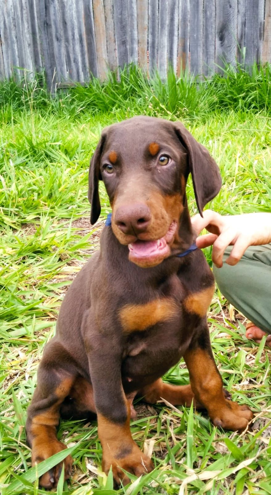 dobermann machos y hembras