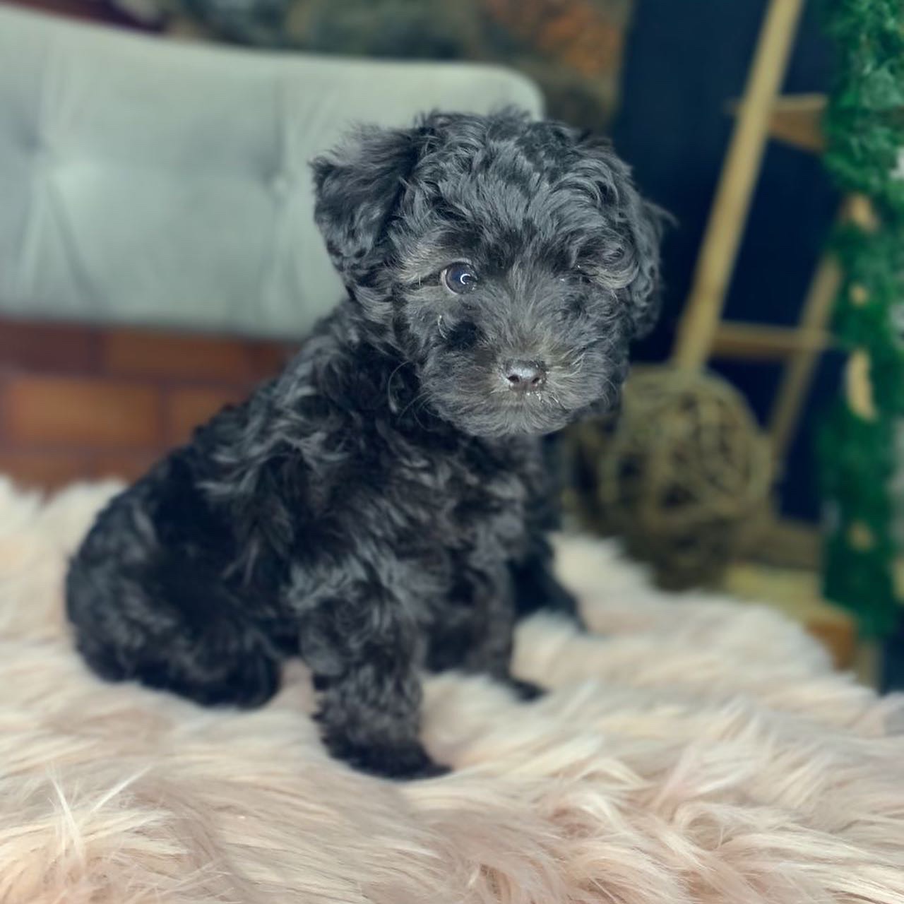 caniche toy negro macho y hembra