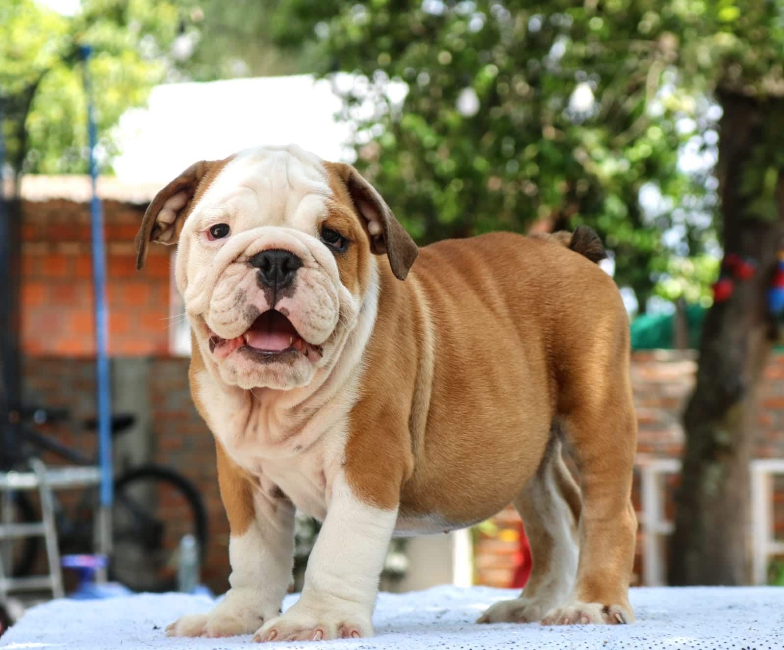 bulldog inglés