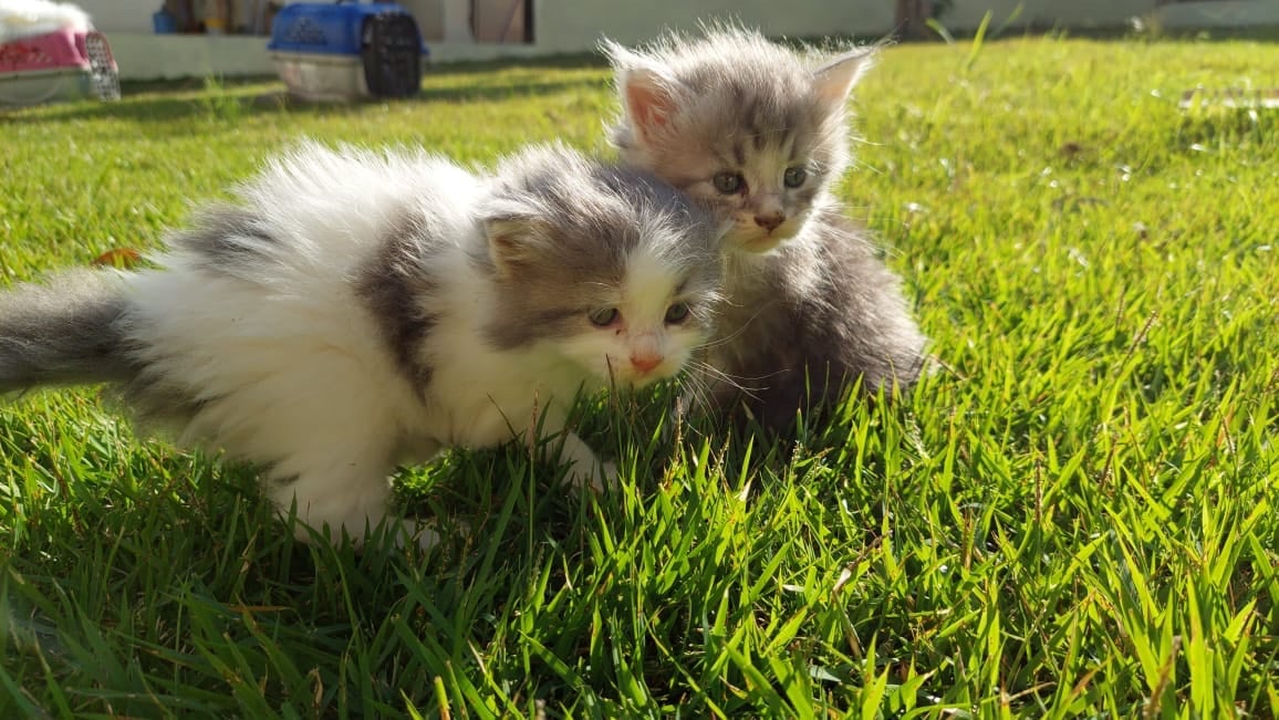 maine coon machos y hembras