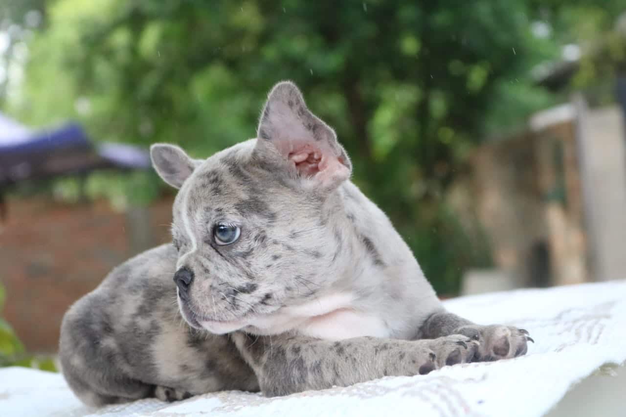 bulldog francés lilac merle