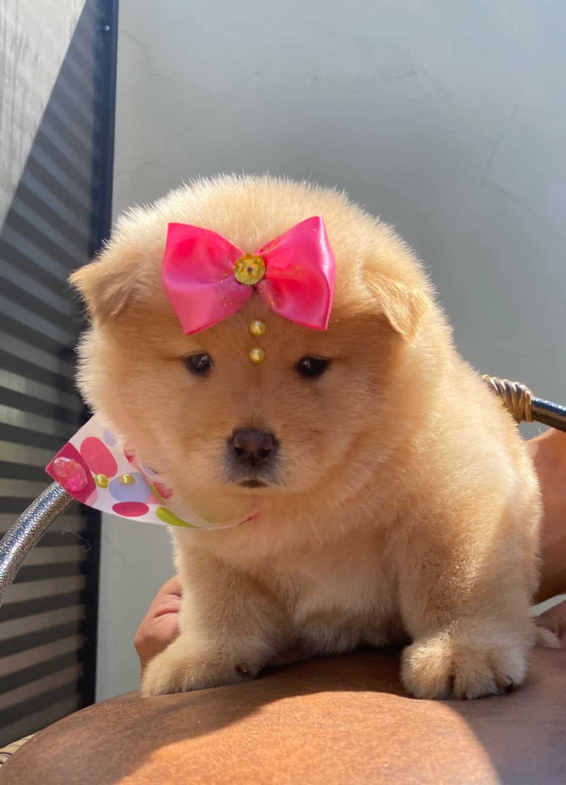 chow chow