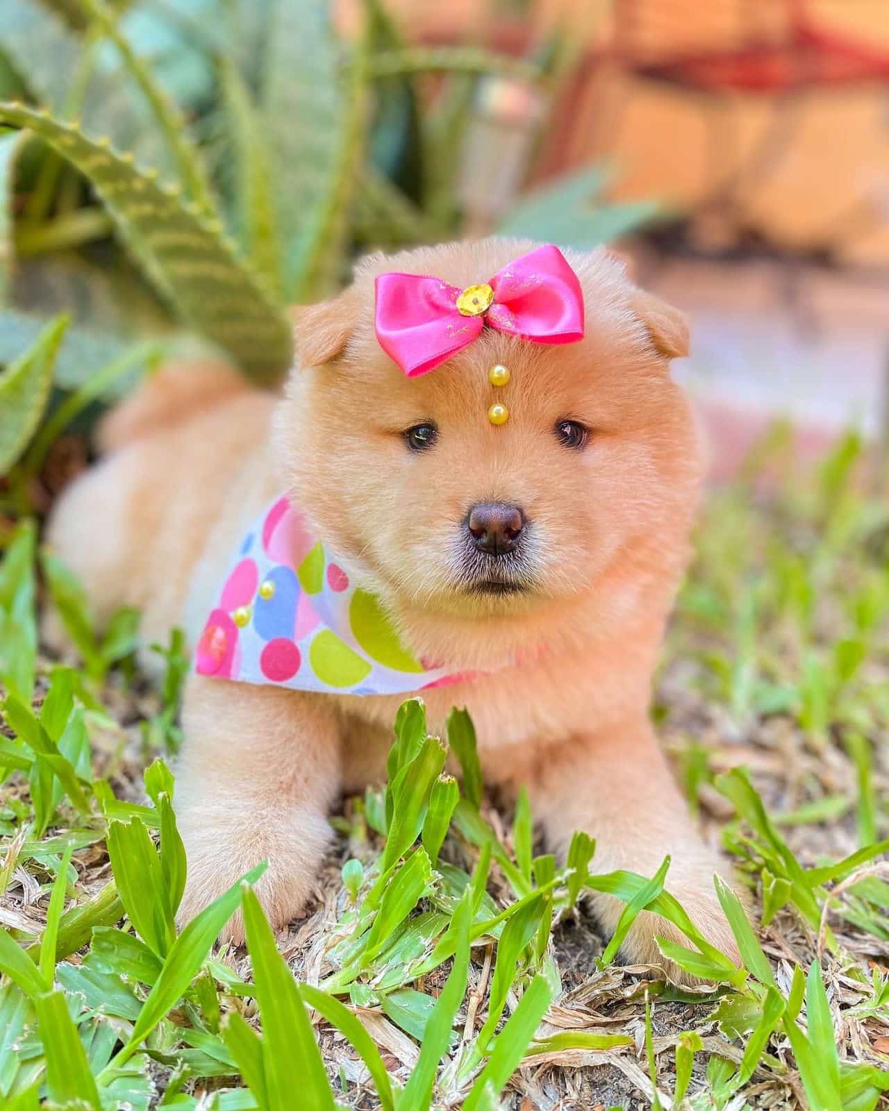chow chow