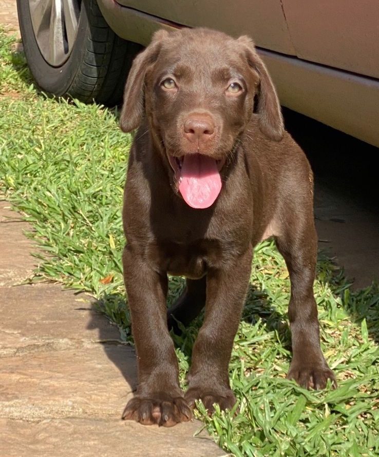labrador chocolate hembras y machos