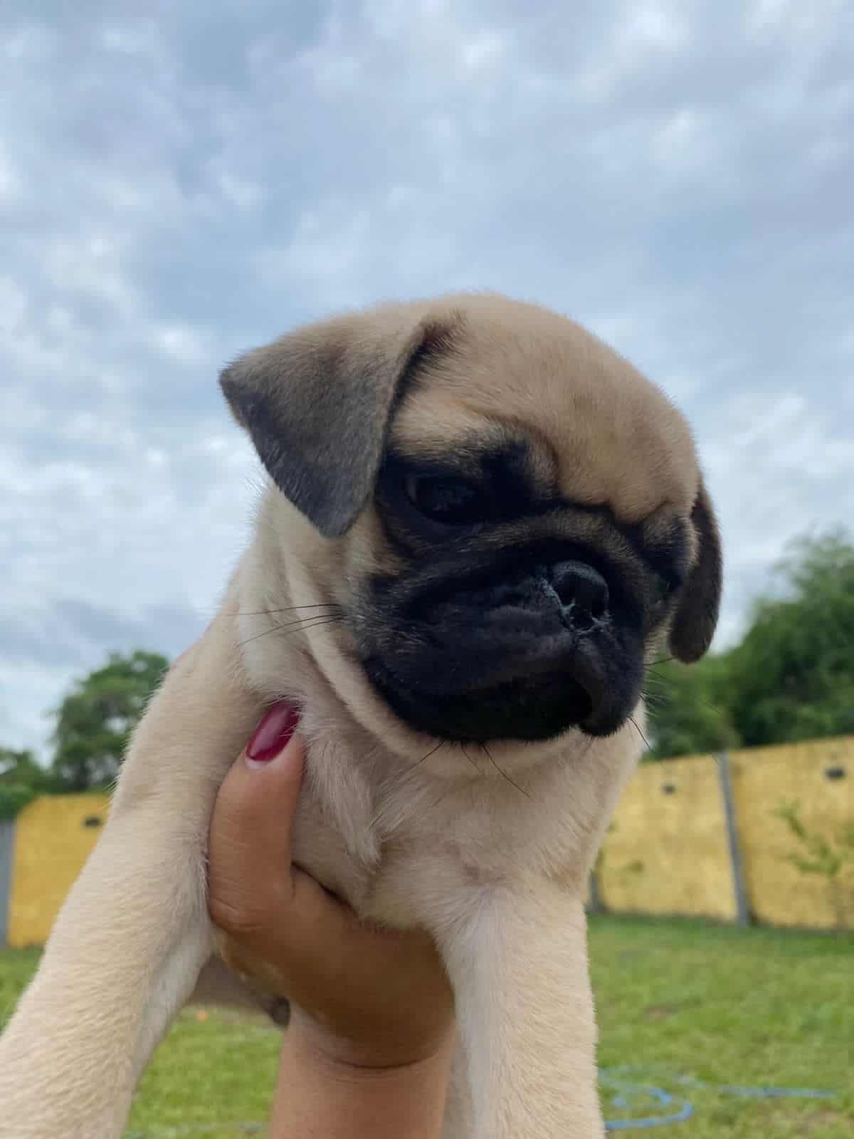 pug
