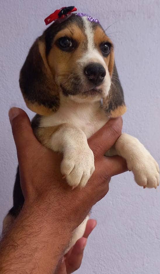 beagle hembra