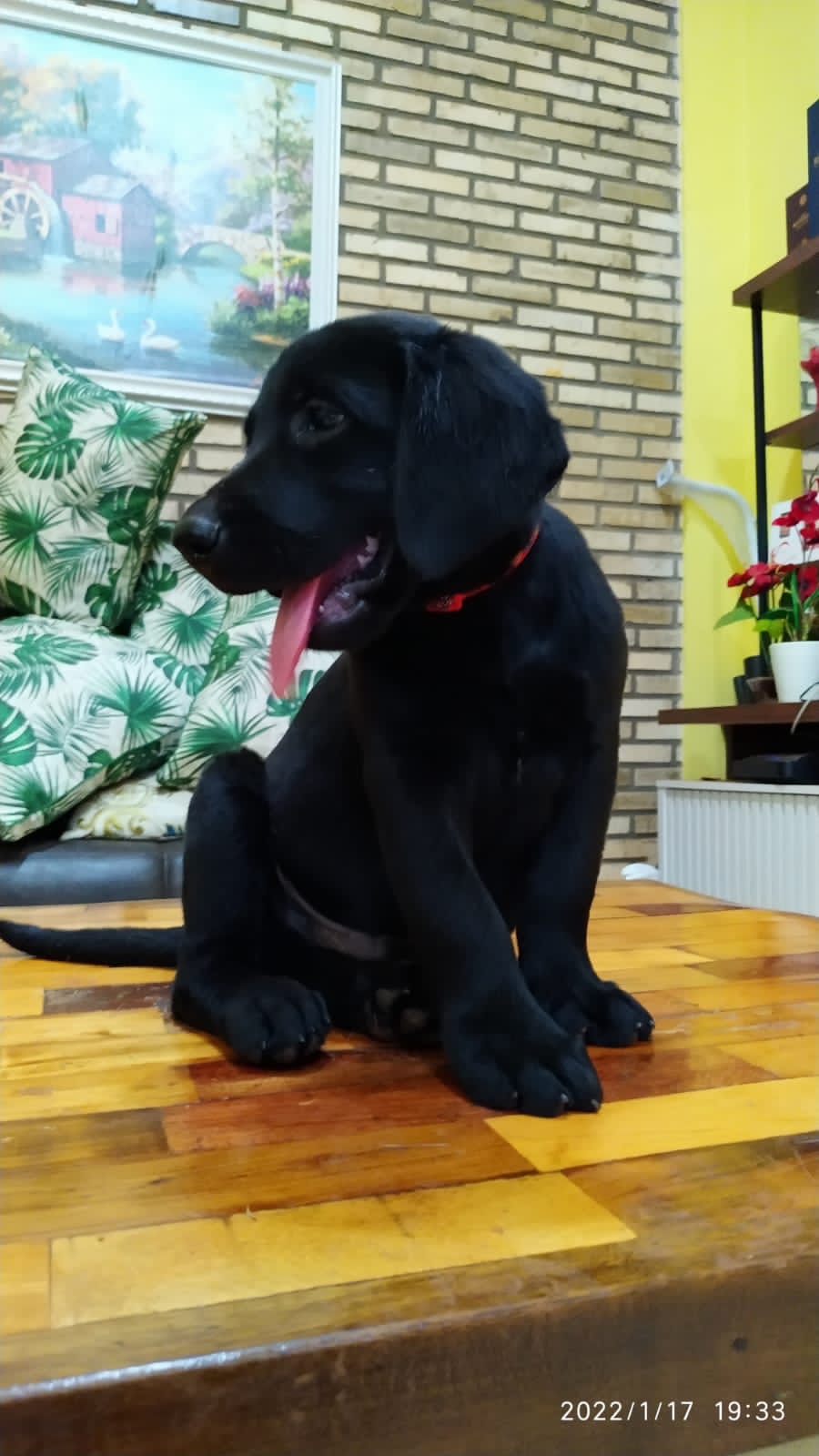 labrador retriever