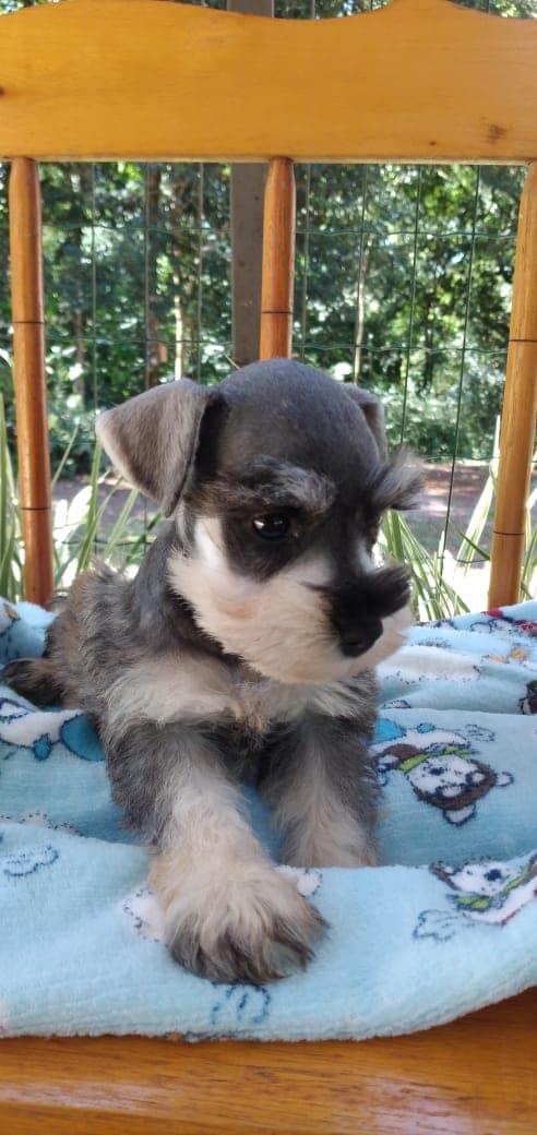 schnauzer macho