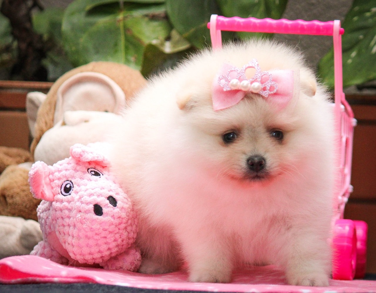lulu de pomerania