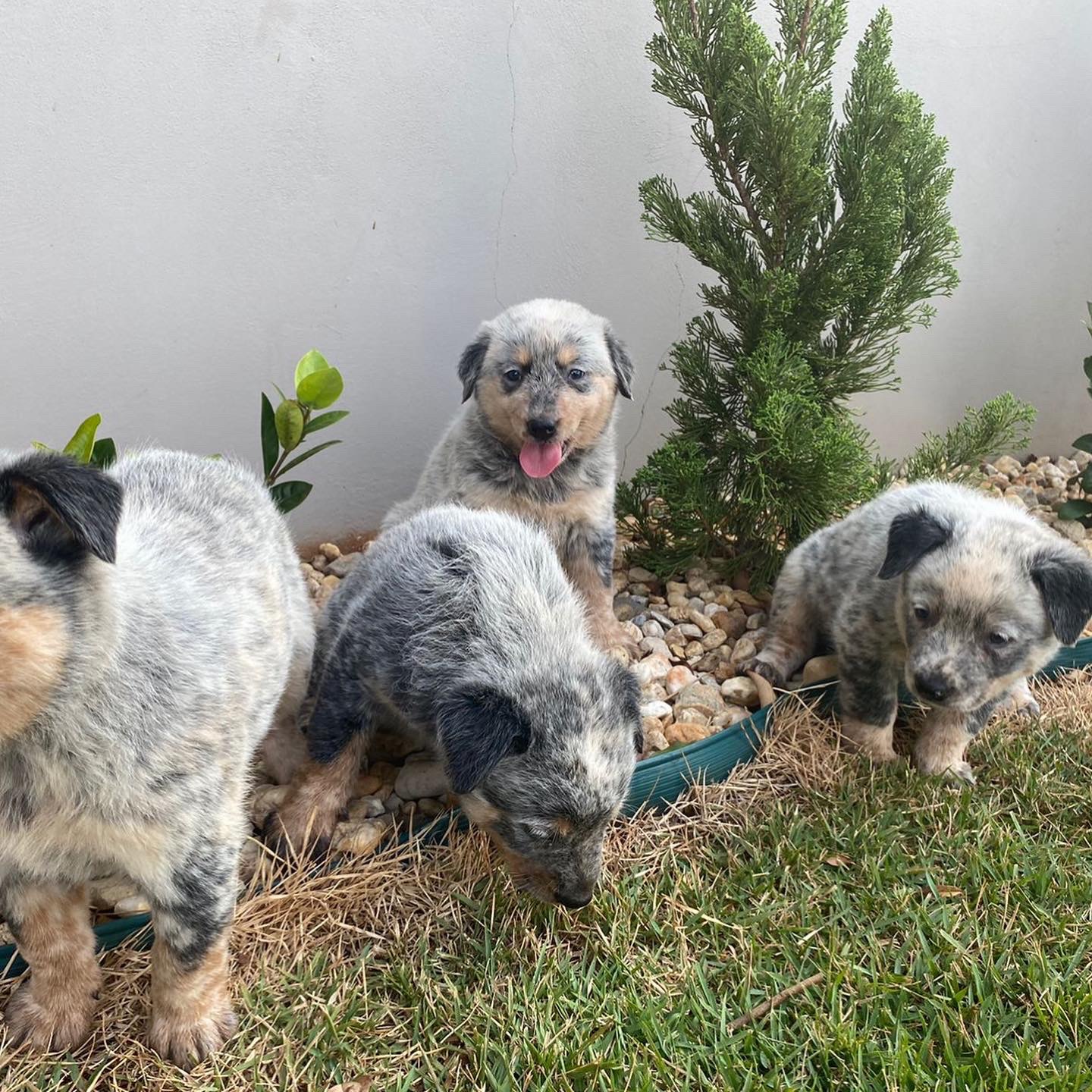 pastor ganadero australiano (blue heeler) machos y hembras