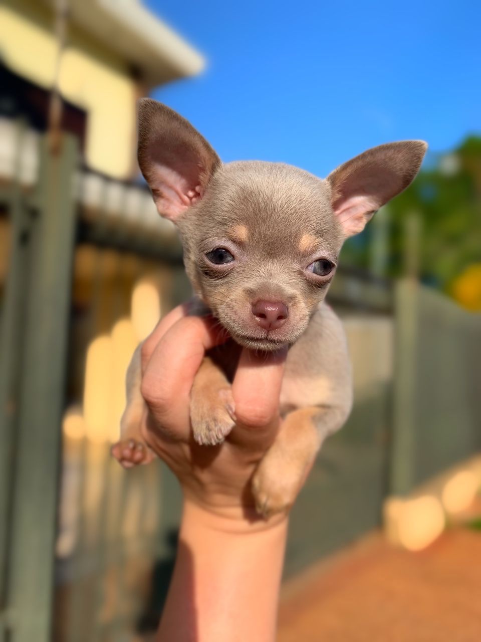 chihuahua