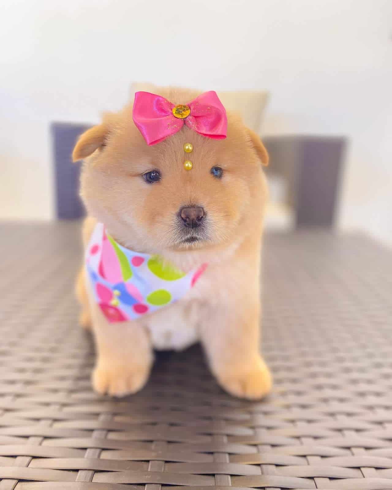 chow chow
